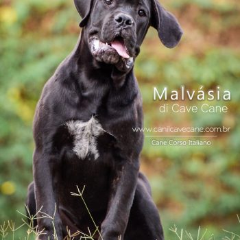 cane corso italiano, raça cane corso, foto de cane corso