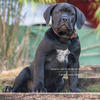 cane corso puppy, filhote canecorso