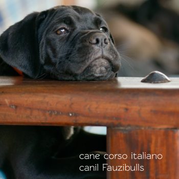 cane corso preço, valor do cane corso italiano