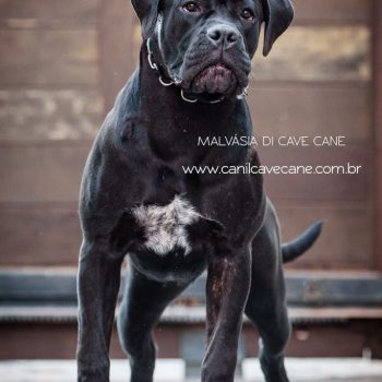 cane corso italiano. preço do cane corso, italian mastiff, cão de guarda, cachorro cane corso