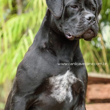 cane corso italiano. preço do cane corso, italian mastiff, cão de guarda, cachorro cane corso