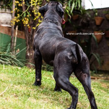 cane corso italiano. preço do cane corso, italian mastiff, cão de guarda, cachorro cane corso