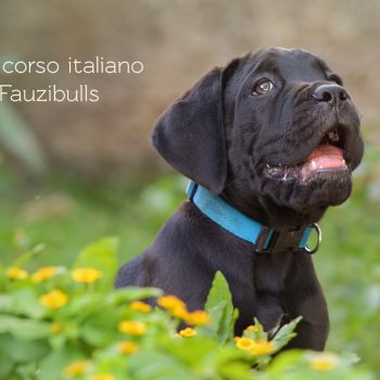 lindos filhotes cane corso italiano