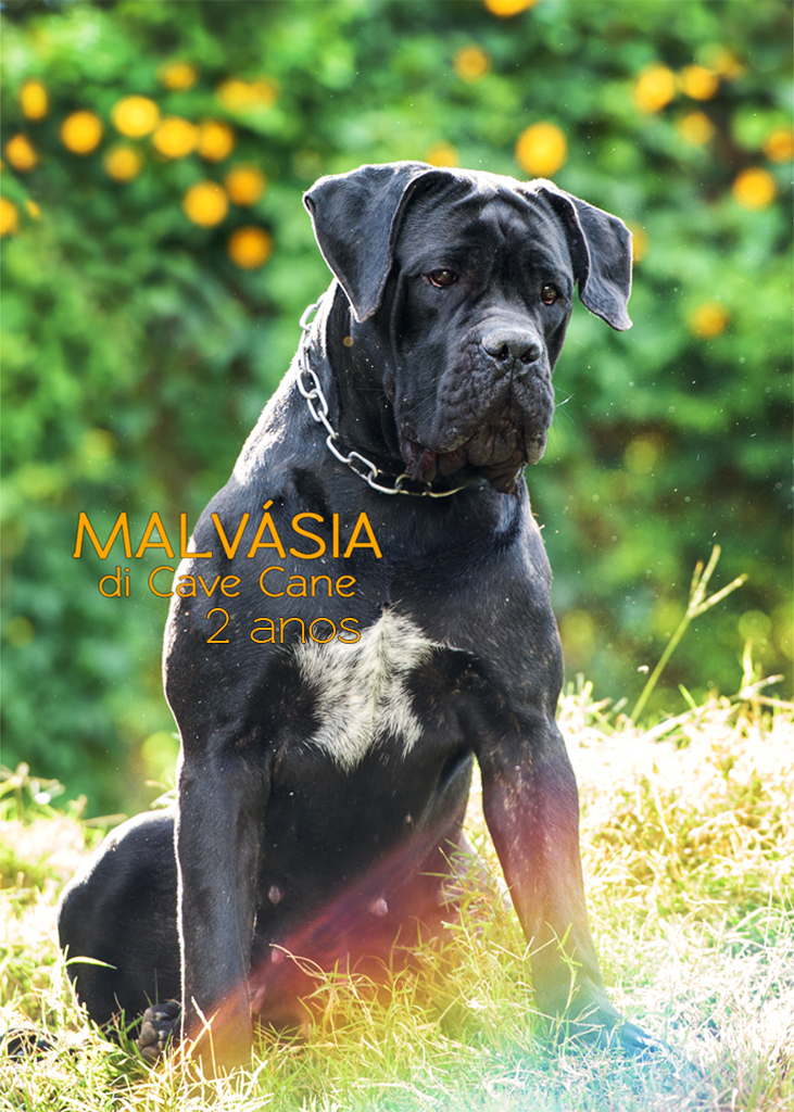 fêmea preta tigrada cane corso italiano