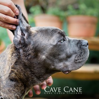 cane corso cinza, fêmea cane corso, foto de canecorso