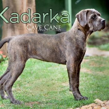 cane corso cinza, fêmea cane corso, foto de canecorso