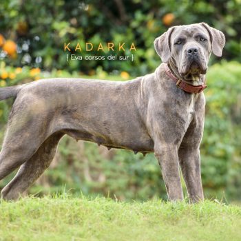 cane corso foto, cachorro cane corso, cane corso cinza tigrado