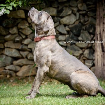 cane corso foto, cachorro cane corso, cane corso cinza tigrado