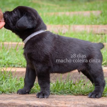 filhote de cane corso disponível, foto filhote cane corso, cane corso preto