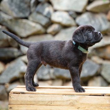 filhote de cane corso disponível, foto filhote cane corso, cane corso preto