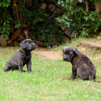 foto de filhote cane corso,  filhote preto cane corso, preço do cane corso
