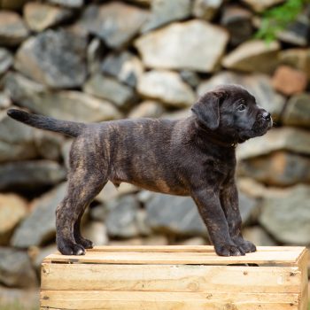 foto de filhote cane corso,  filhote preto cane corso, preço do cane corso