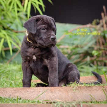 foto de filhote cane corso, preço do cane corso