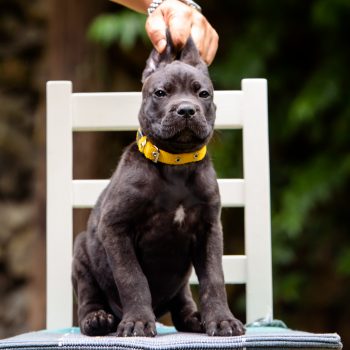 foto de filhote cane corso, preço do cane corso