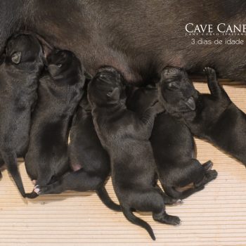 filhotes da raça cane corso italiano, ninhada disponível de cane corso, raça canecorso