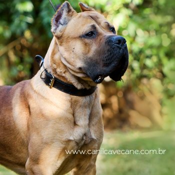 canecorso foto, cane corso cachorro, cane corso fulvo