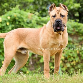 canecorso foto, cane corso cachorro, cane corso fulvo