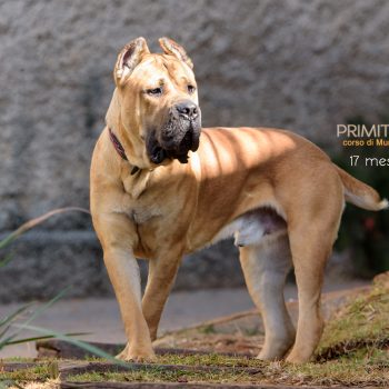 cane corso, foto cane corso italiano, cachorro cane corso italiano