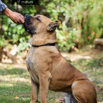 cane corso, foto cane corso italiano, cachorro cane corso italiano