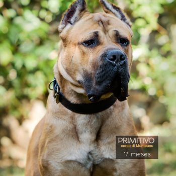 cane corso, foto cane corso italiano, cachorro cane corso italiano