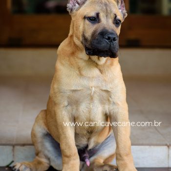 canecorso foto, cane corso cachorro, cane corso fulvo