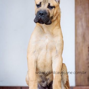 canecorso foto, cane corso cachorro, cane corso fulvo