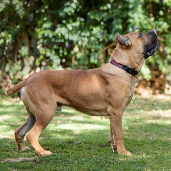 cane corso, foto cane corso italiano, cachorro cane corso italiano