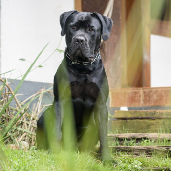 foto de cachorro cane corso macho preto