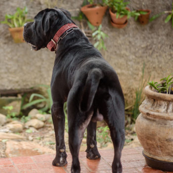 foto de cachorro cane corso macho preto