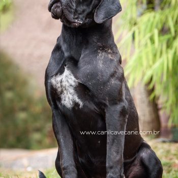 foto de cane corso, italian mastiff picture, canecorso fotografia
