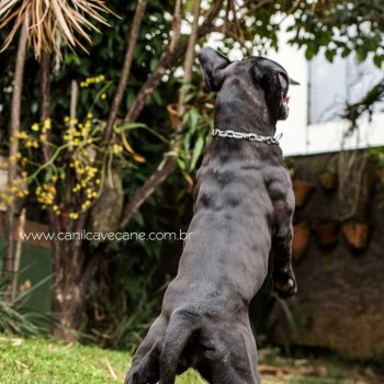 foto de cane corso, italian mastiff picture, canecorso fotografia