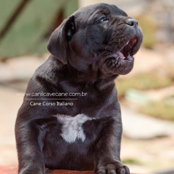 foto de cane corso, italian mastiff picture, canecorso fotografia