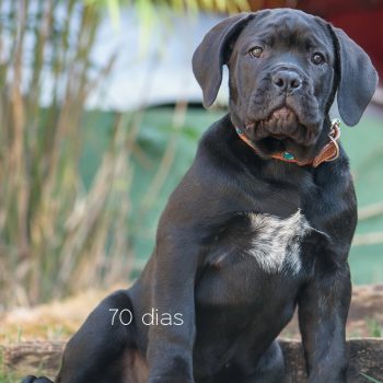 foto de cane corso, italian mastiff picture, canecorso fotografia