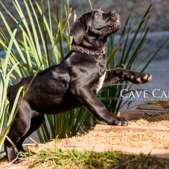foto de cane corso, italian mastiff picture, canecorso fotografia