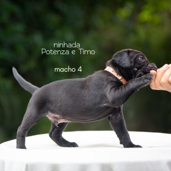 cane corso italiano, cane corso filhote, foto cane corso, ninhada disponível cane corso