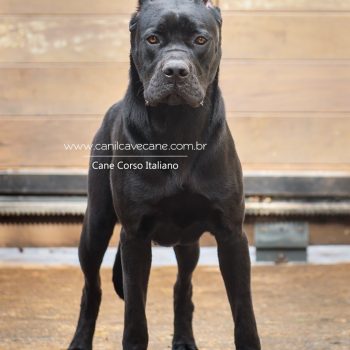 black cane corso, cane corso preta