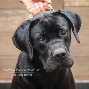 black cane corso, cane corso preta