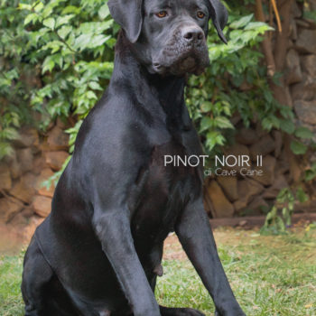 fêmea cane corso, cachorro cane corso foto, canecorso preta