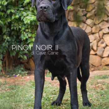 fêmea cane corso, cachorro cane corso foto, canecorso preta