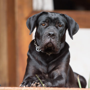 fêmea cane corso, cachorro cane corso foto, canecorso preta