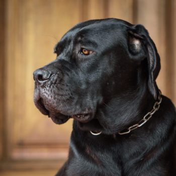 fêmea cane corso, cachorro cane corso foto, canecorso preta