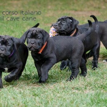 foto cane corso, foto filhote cane corso, cane corso filhote disponível