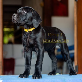 cane corso filhote, criador de cane corso