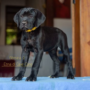 cane corso filhote, criador de cane corso