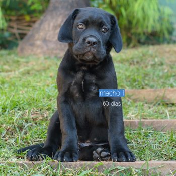 cane corso filhotes disponíveis, ninhada de cane corso