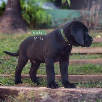 cane corso filhotes disponíveis, ninhada de cane corso