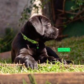 cane corso filhotes disponíveis, ninhada de cane corso