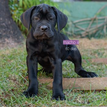 cane corso filhotes disponíveis, ninhada de cane corso