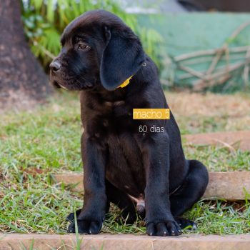 cane corso filhotes disponíveis, ninhada de cane corso