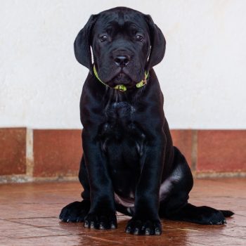 cane corso filhotes disponíveis, ninhada de cane corso